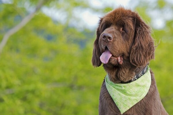 Cane marrone con una sciarpa sul collo e la lingua sporgente sullo sfondo della natura