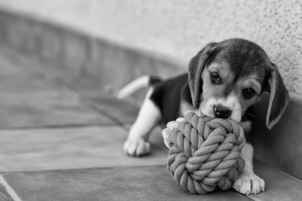 Cachorro Beagle juega con una bola