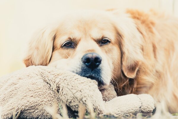 Cane stanco, cane con peluche