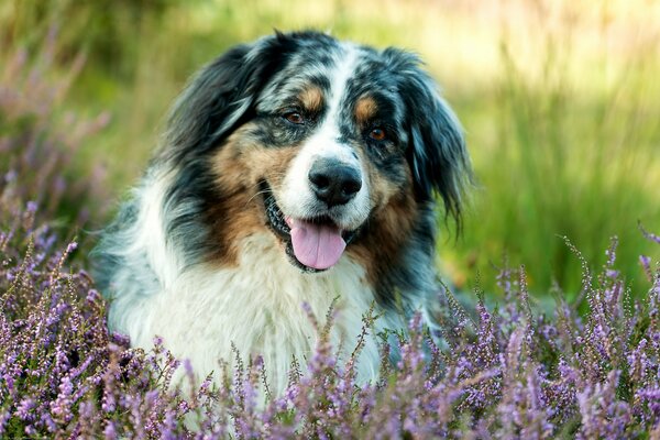 Perro con la lengua sacada en la hierba