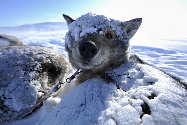 Der nördliche Hund auf der schneebedeckten Ebene unter dem Schnee