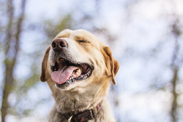 Museau d un chien satisfait sur fond flou