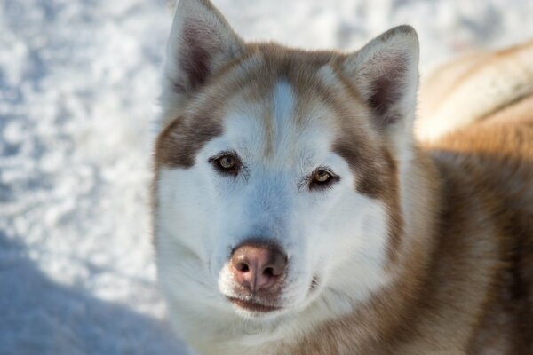 Pelirroja Husky en la nieve