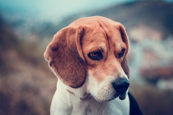 El perro Mira hacia un lado en un fondo borroso