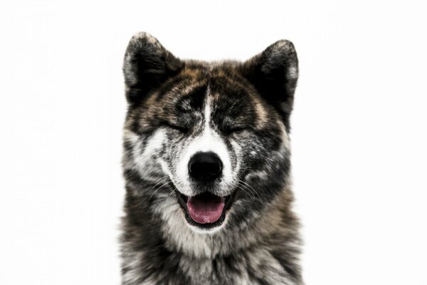 The muzzle of an Akita-inu dog