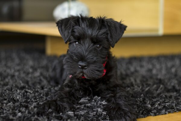 Chien noir sur un tapis noir