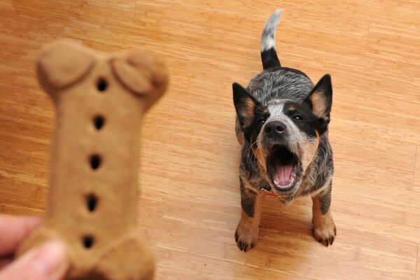 Essen für einen Freund des Hundes