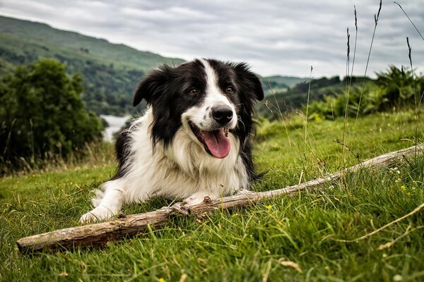 Der Hund spielt mit einem Stock. hund spielt auf der wiese