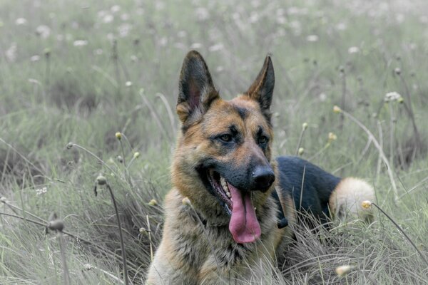 German Shepherd. the dog is resting in the field