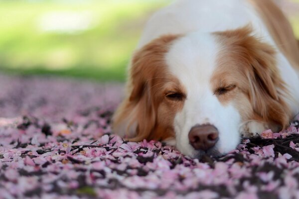 Il cane per strada giace e dorme non vuole attirare l attenzione di nessuno