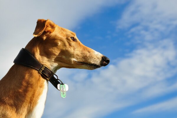 Cane in collari contro il cielo