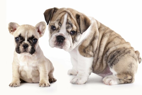 Bulldogs chien et chiot