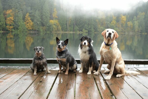 Quatre chiens sans tanker dans la forêt près de la rivière
