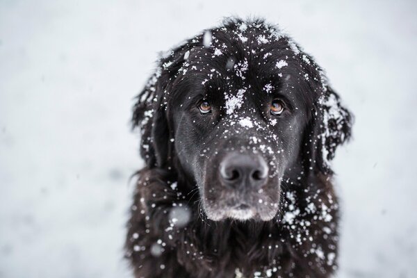 Large snowflakes fall on the muzzle of a large black dog