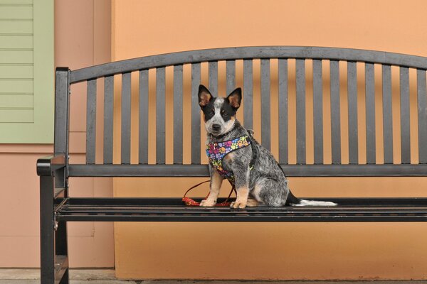 A dog in a colored harness on a bench