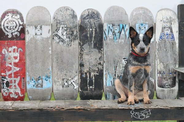 A dog is sitting on the background of the fence