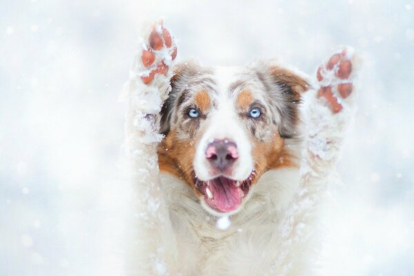 Perro de invierno divertido patas en la nieve