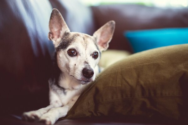 Trauriger Blick des Hundes auf einen Freund