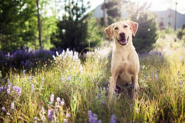 Cane bianco in una passeggiata di buon umore