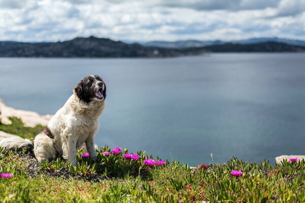 Chien dans la nature, fleurs roses