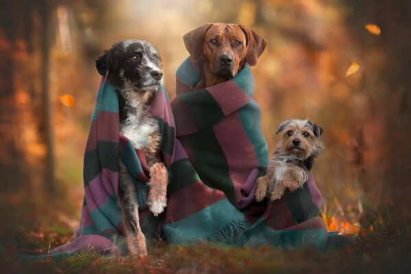 Three dogs in autumn in blankets