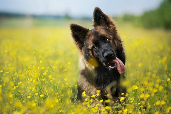 Schöner Blick des Hundes auf einen Freund