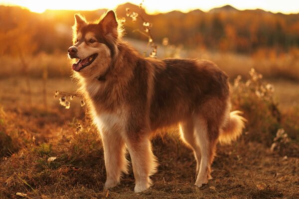 The dog stands in the sunset