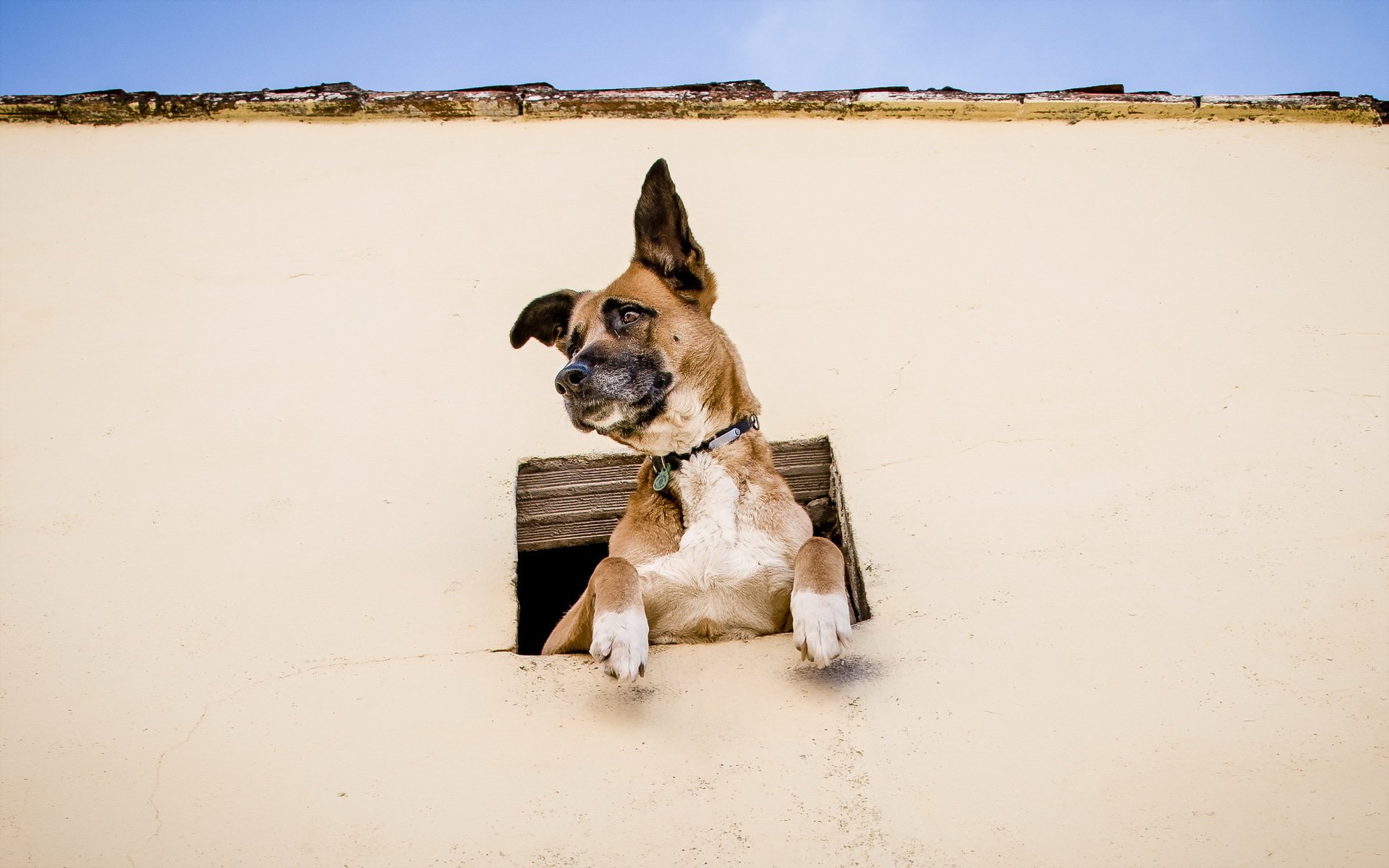 perro vista amigo ventana