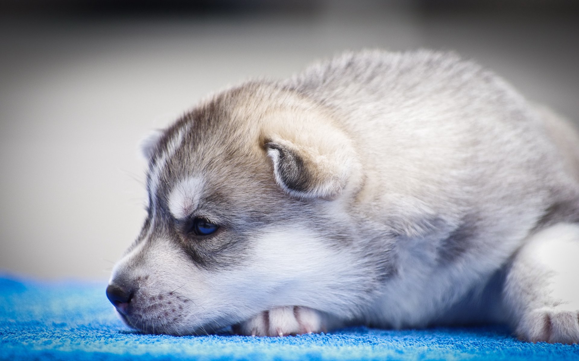 chien vue ami chiot