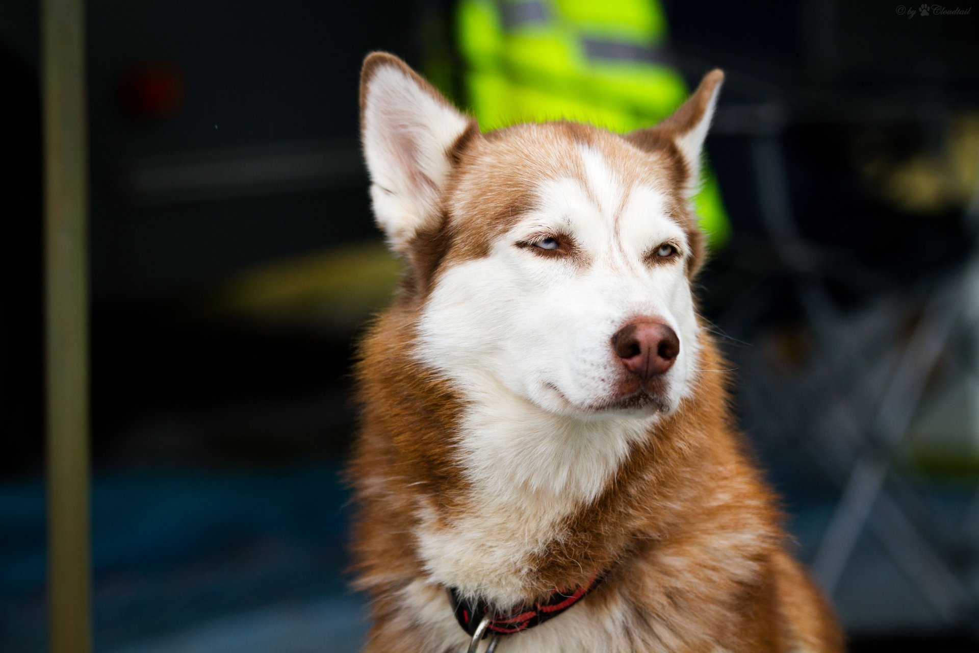 dog husky face view