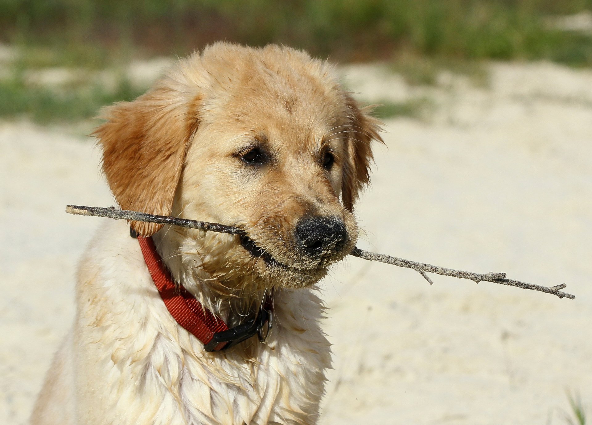 view bow sand branch dog