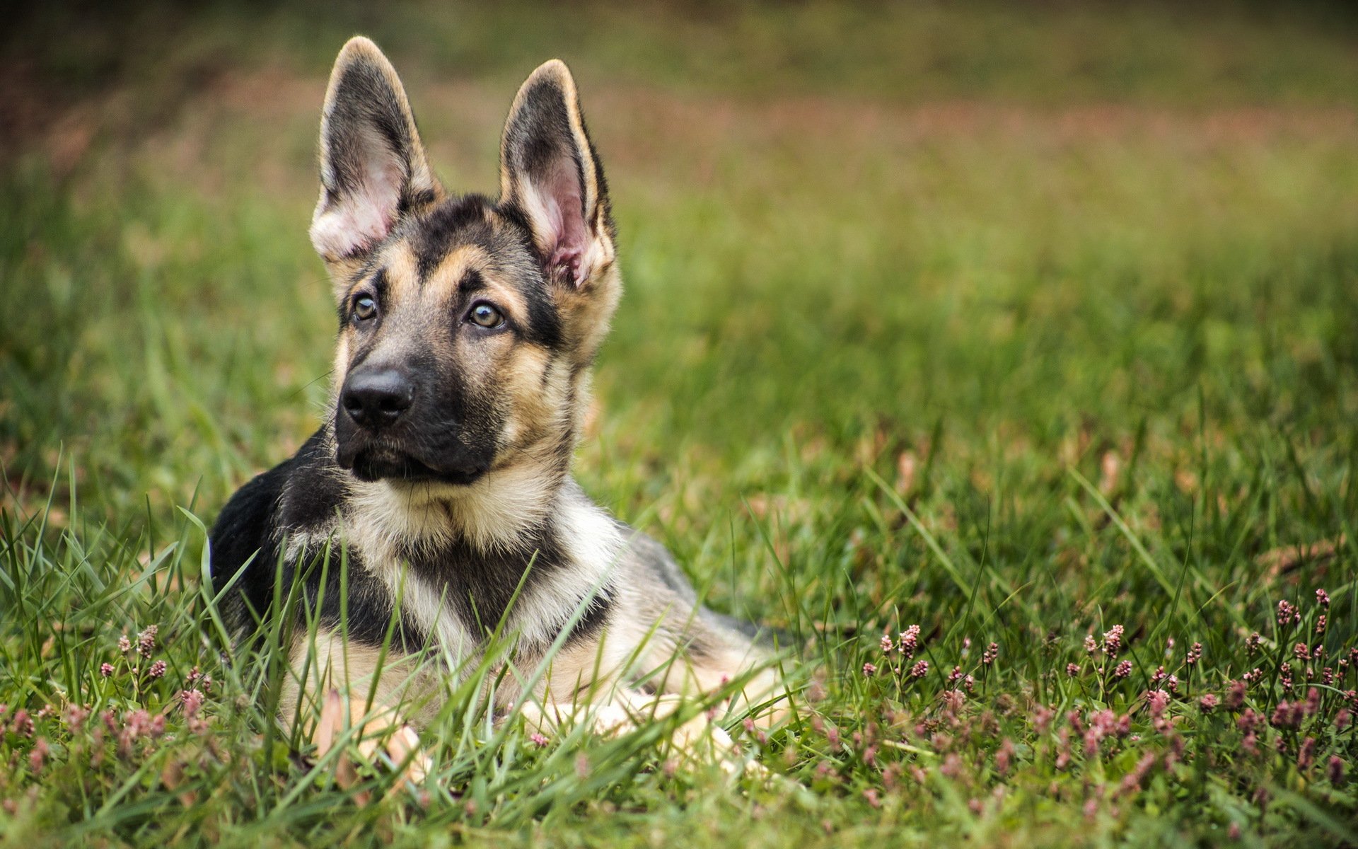 hund blick freund