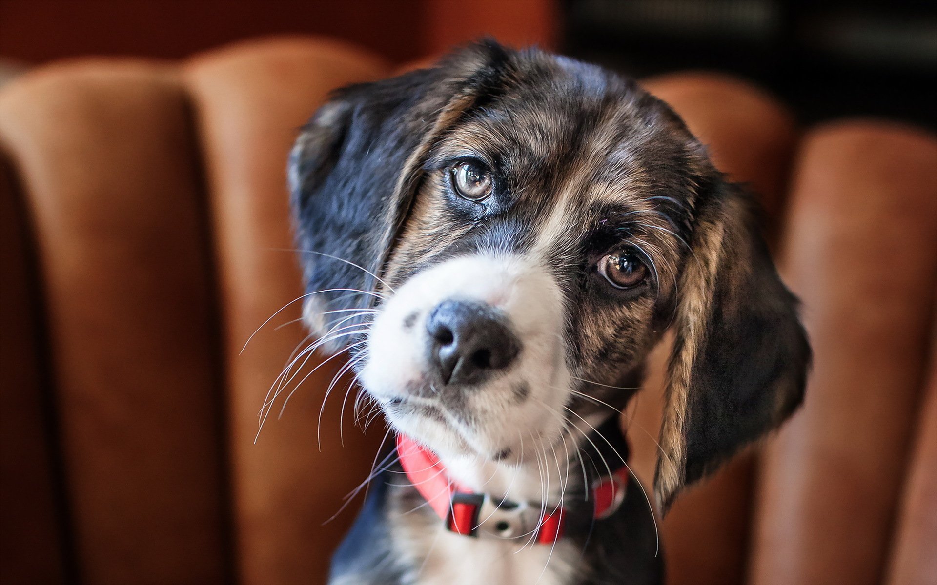 perro mirada amigo