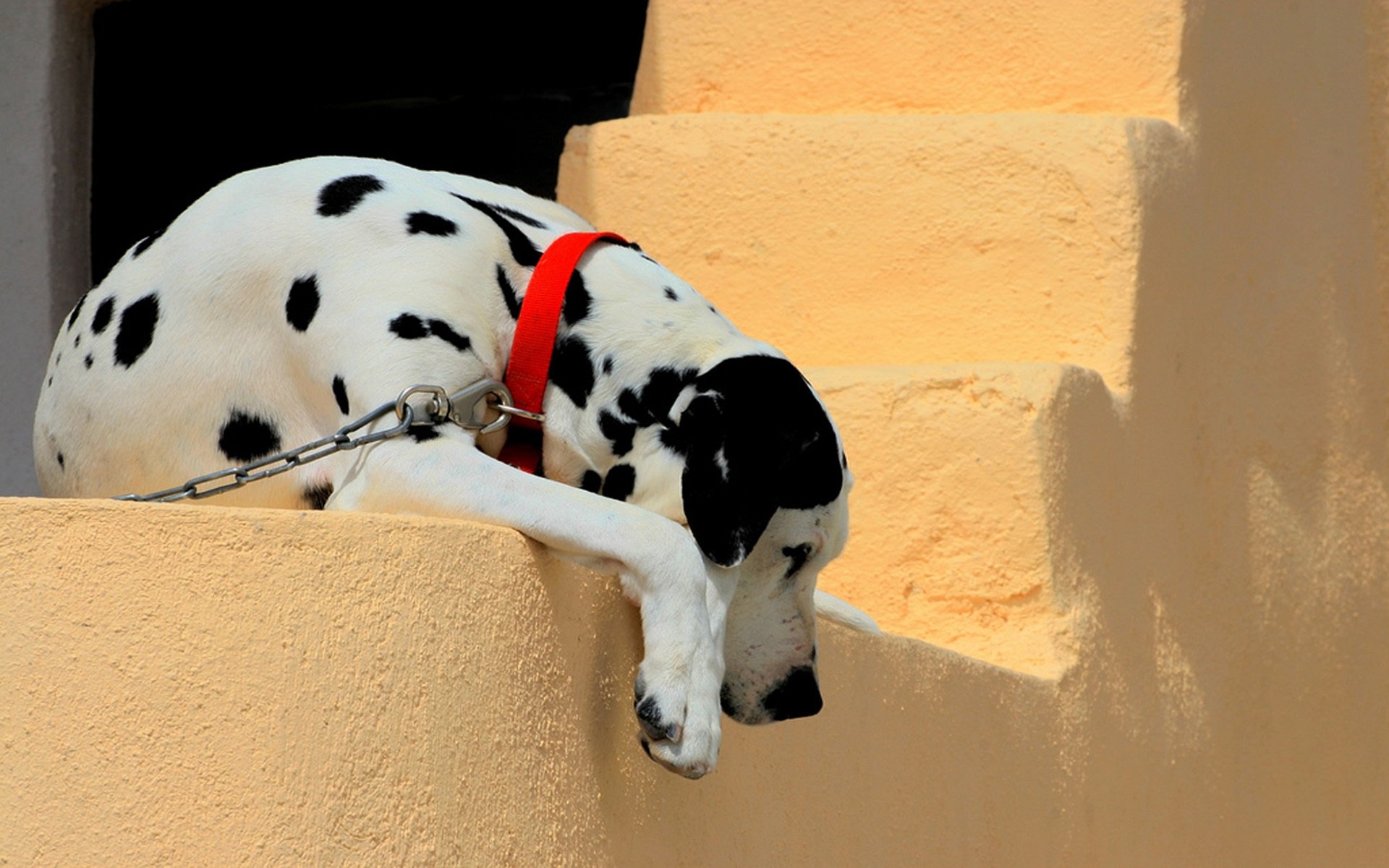 dalmata catena collare muro