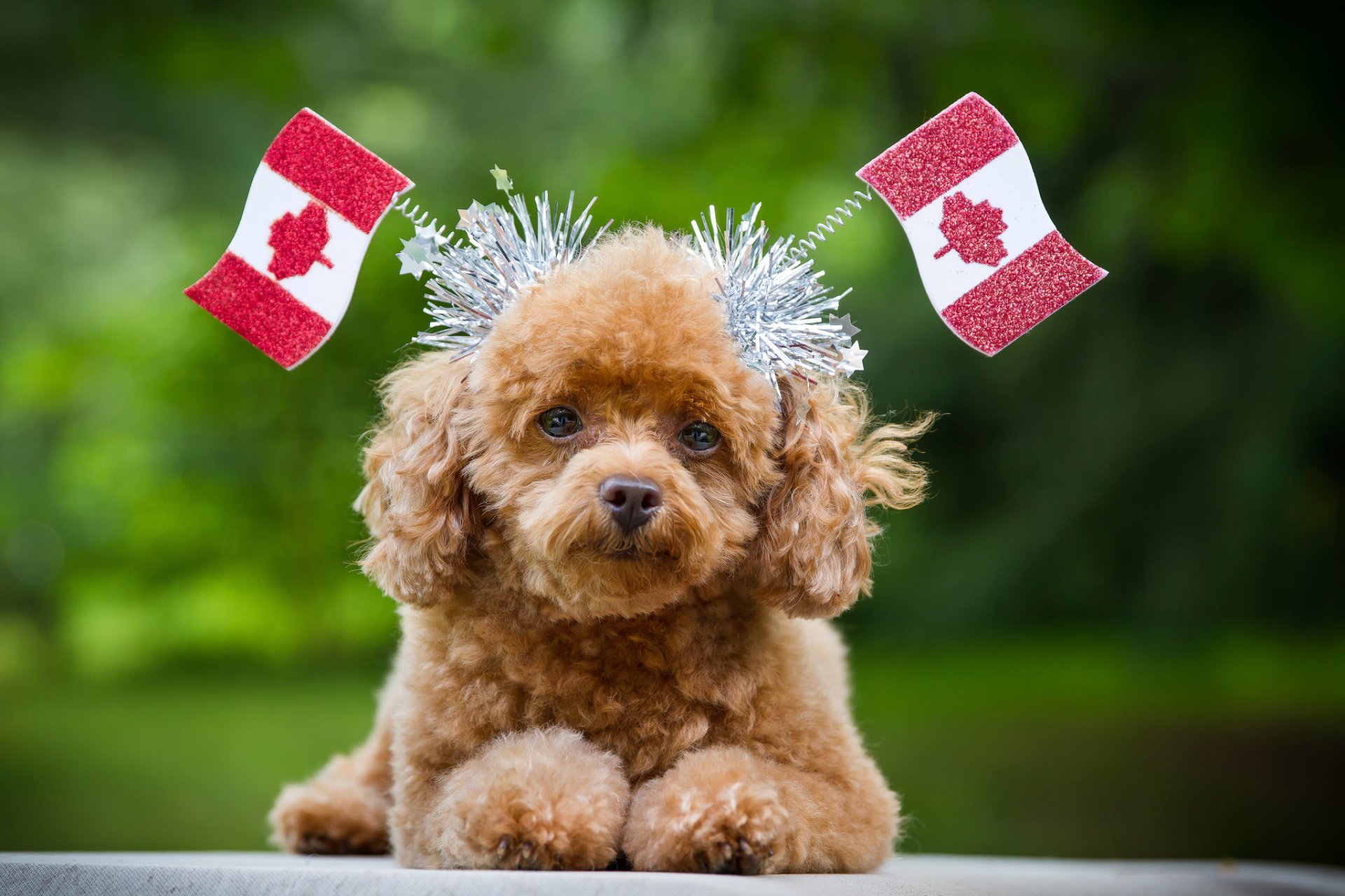 perrito vista banderas canadá