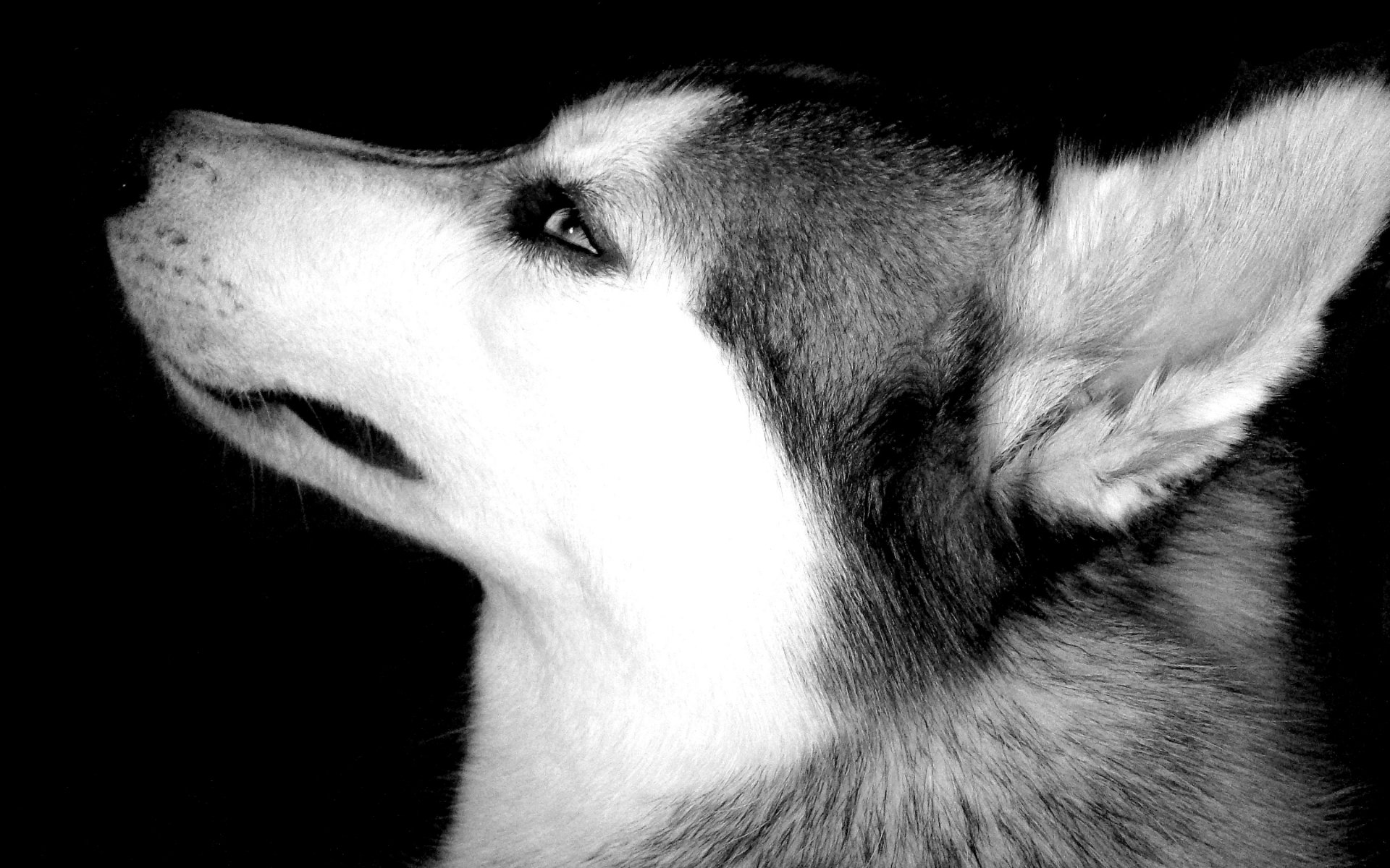 sfondi cani animali husky muso occhi b / n