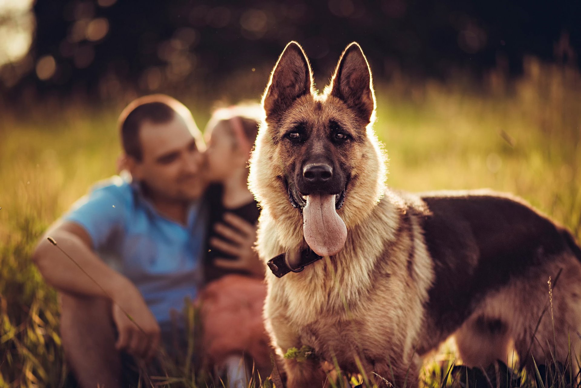 perro pastor mirada fondo perro