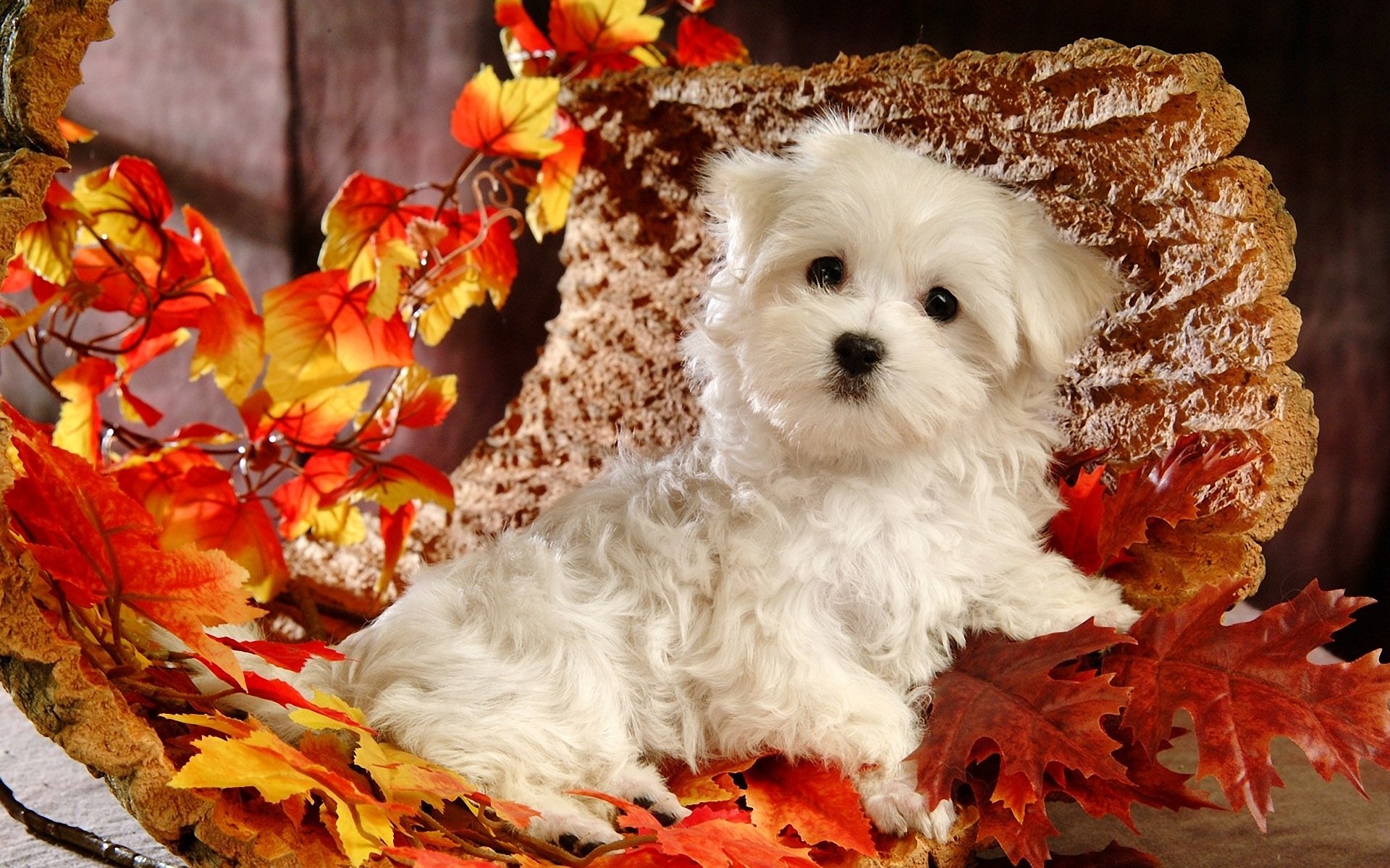 chien chiot blanc feuilles automne écorce