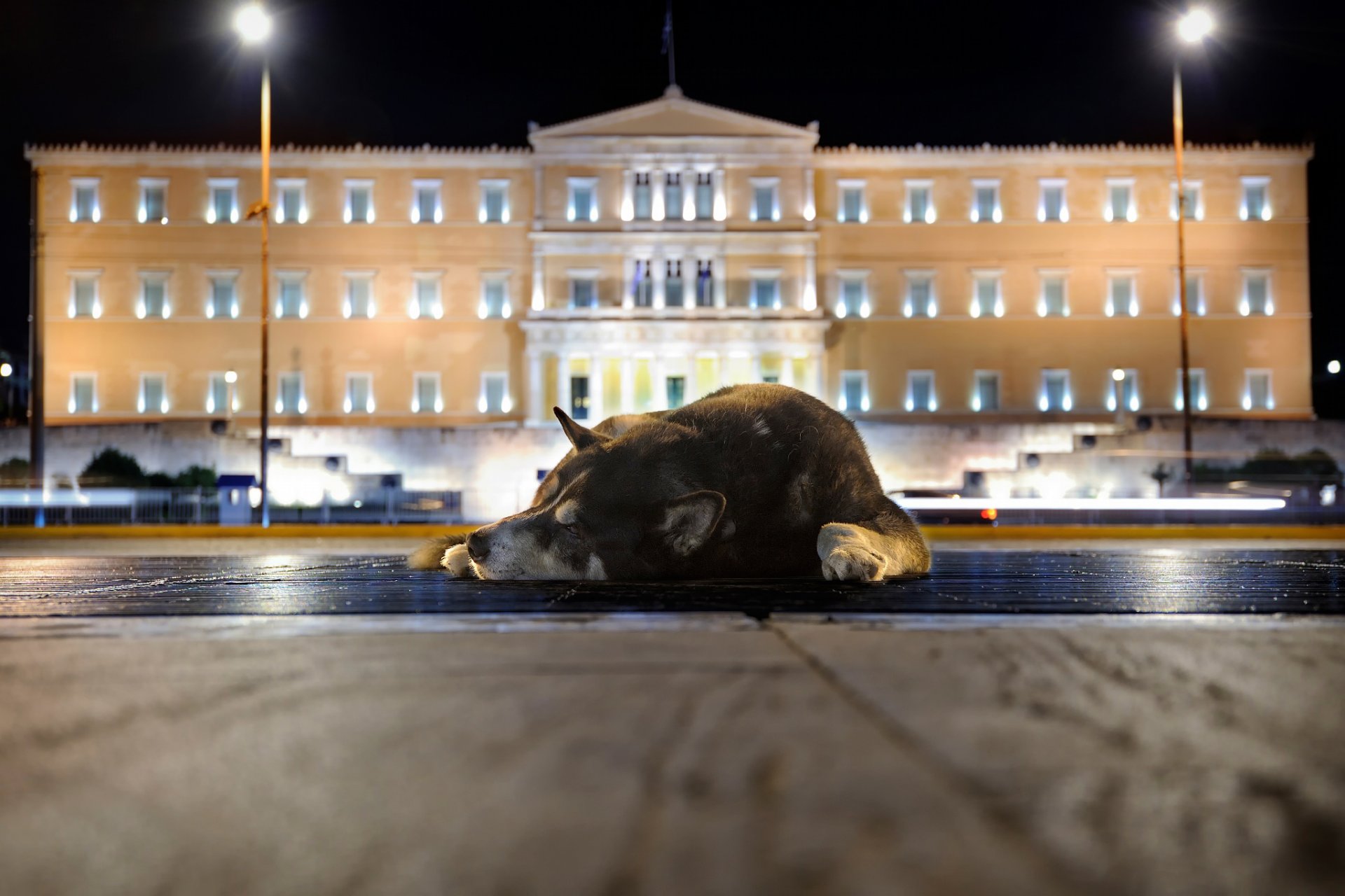 town building street dog sleeping