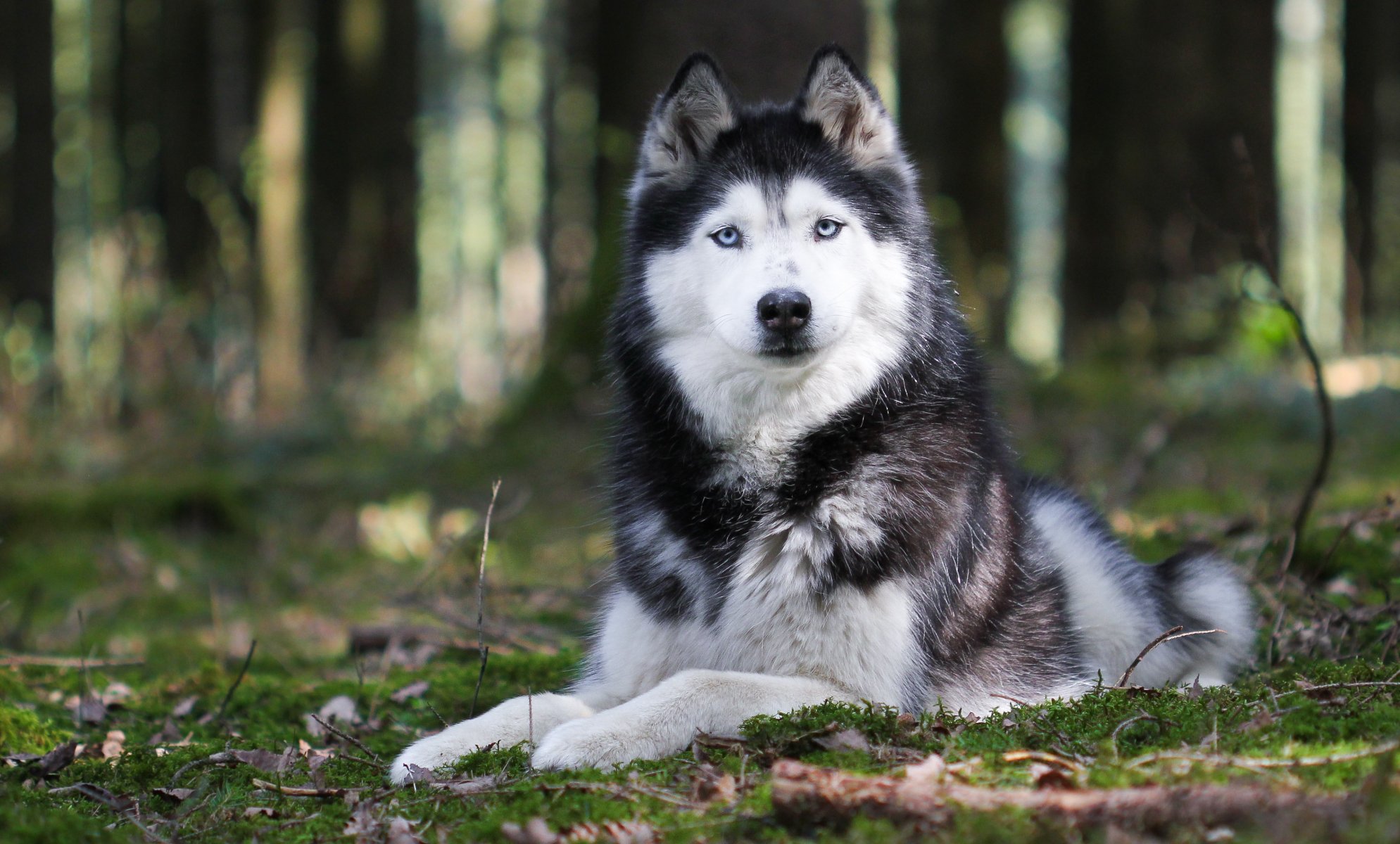 tier hund husky rasse. blick ohren pfoten natur