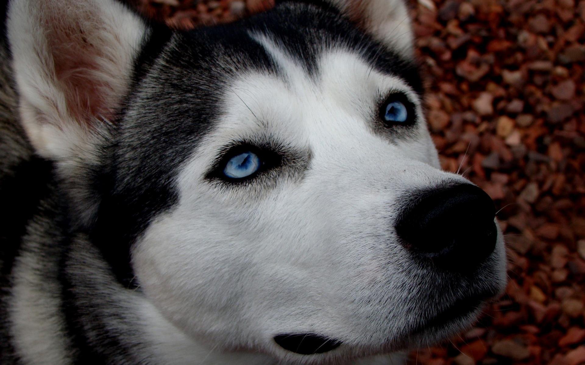 husky chien papier peint yeux