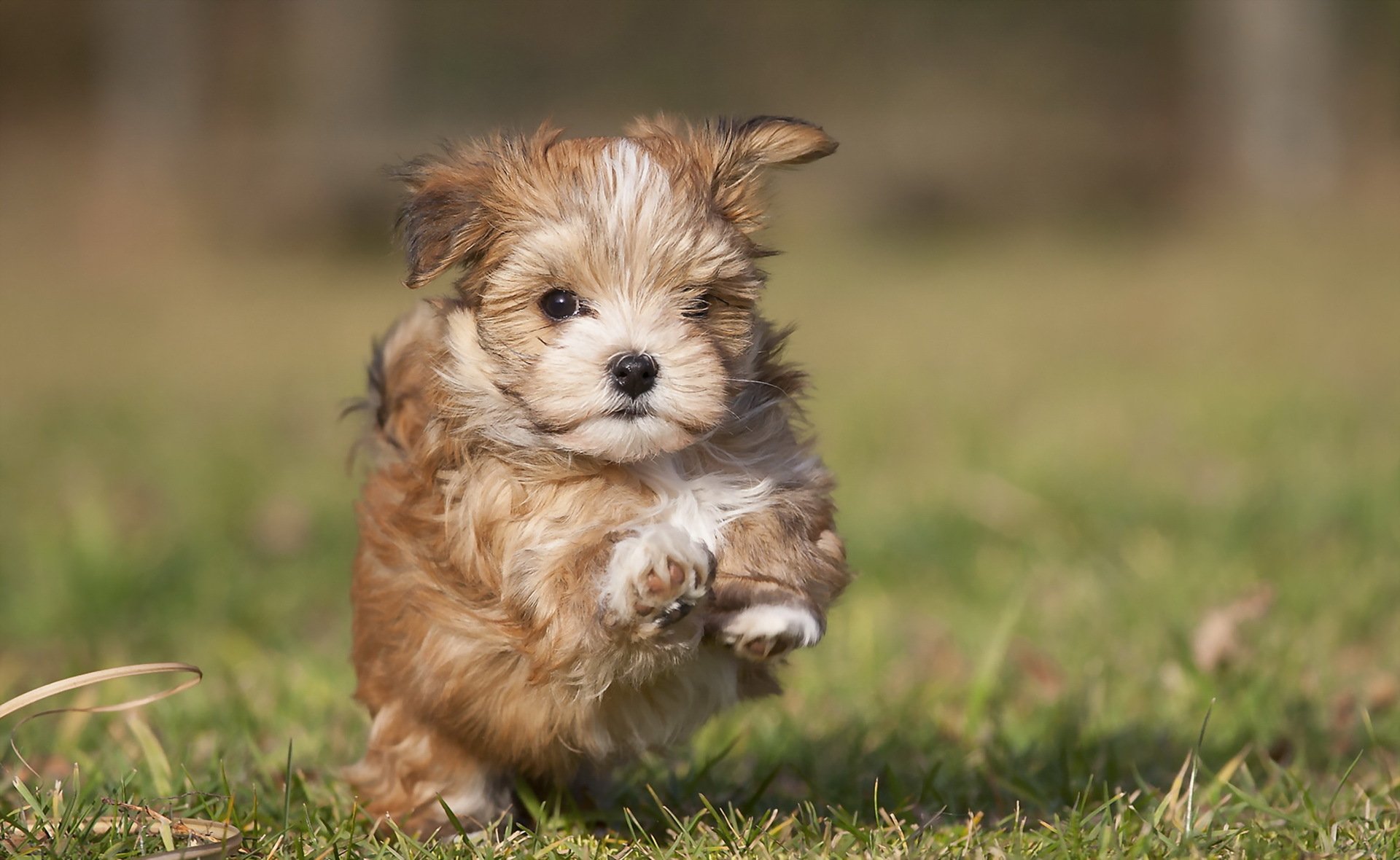 cachorro hierba perro