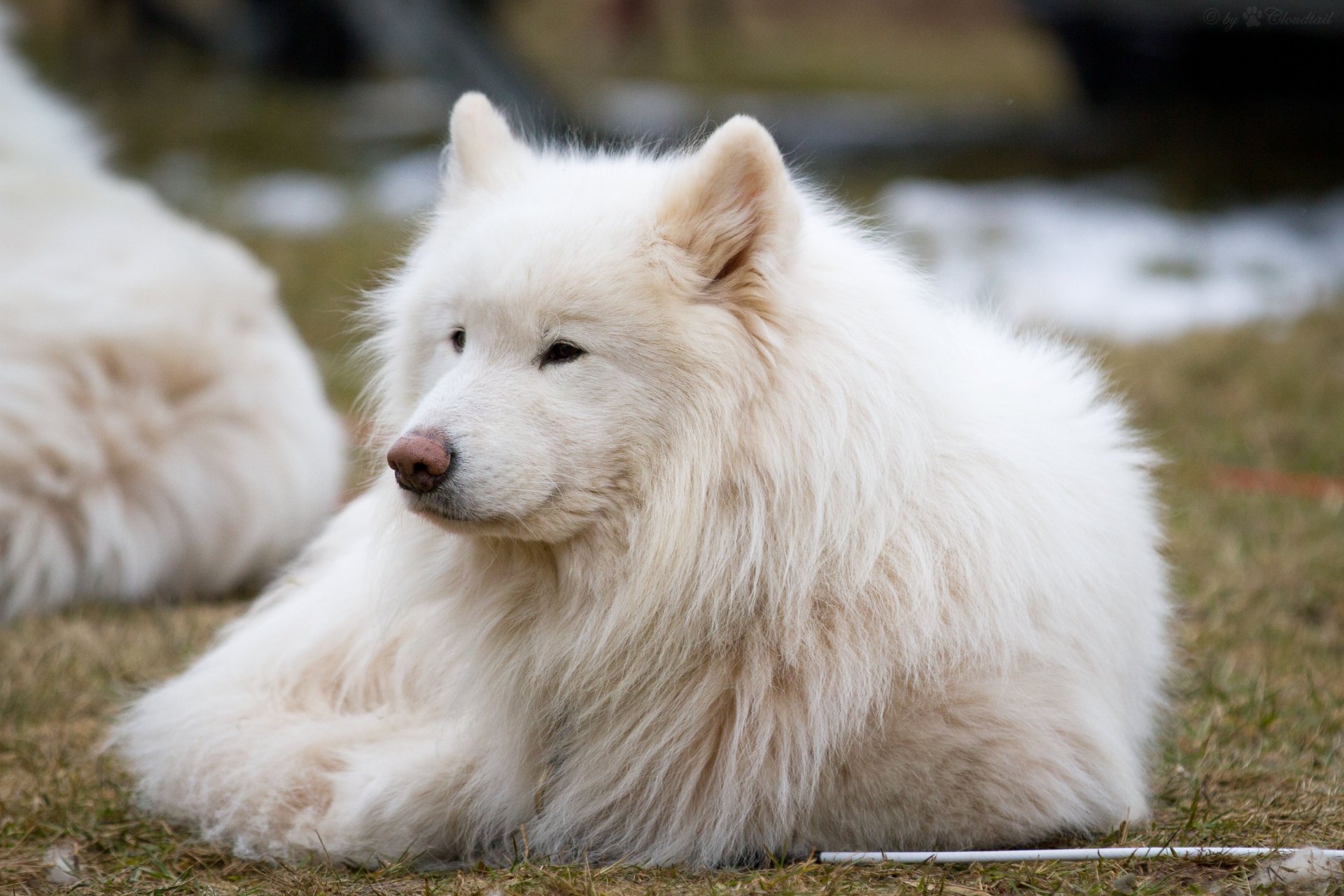 pies samoyed łajka