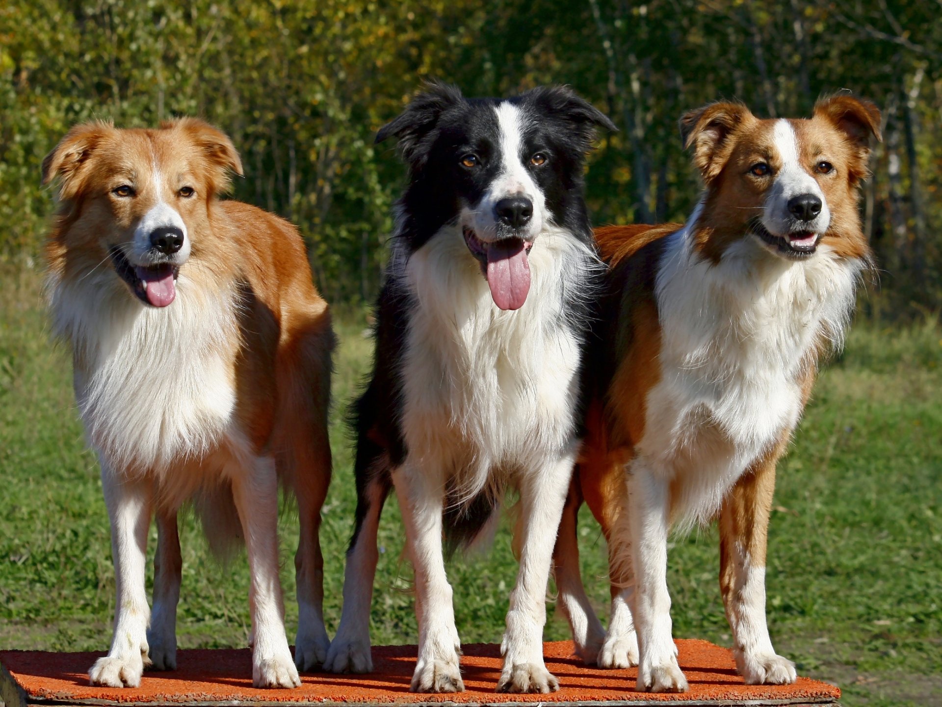 pies border collie