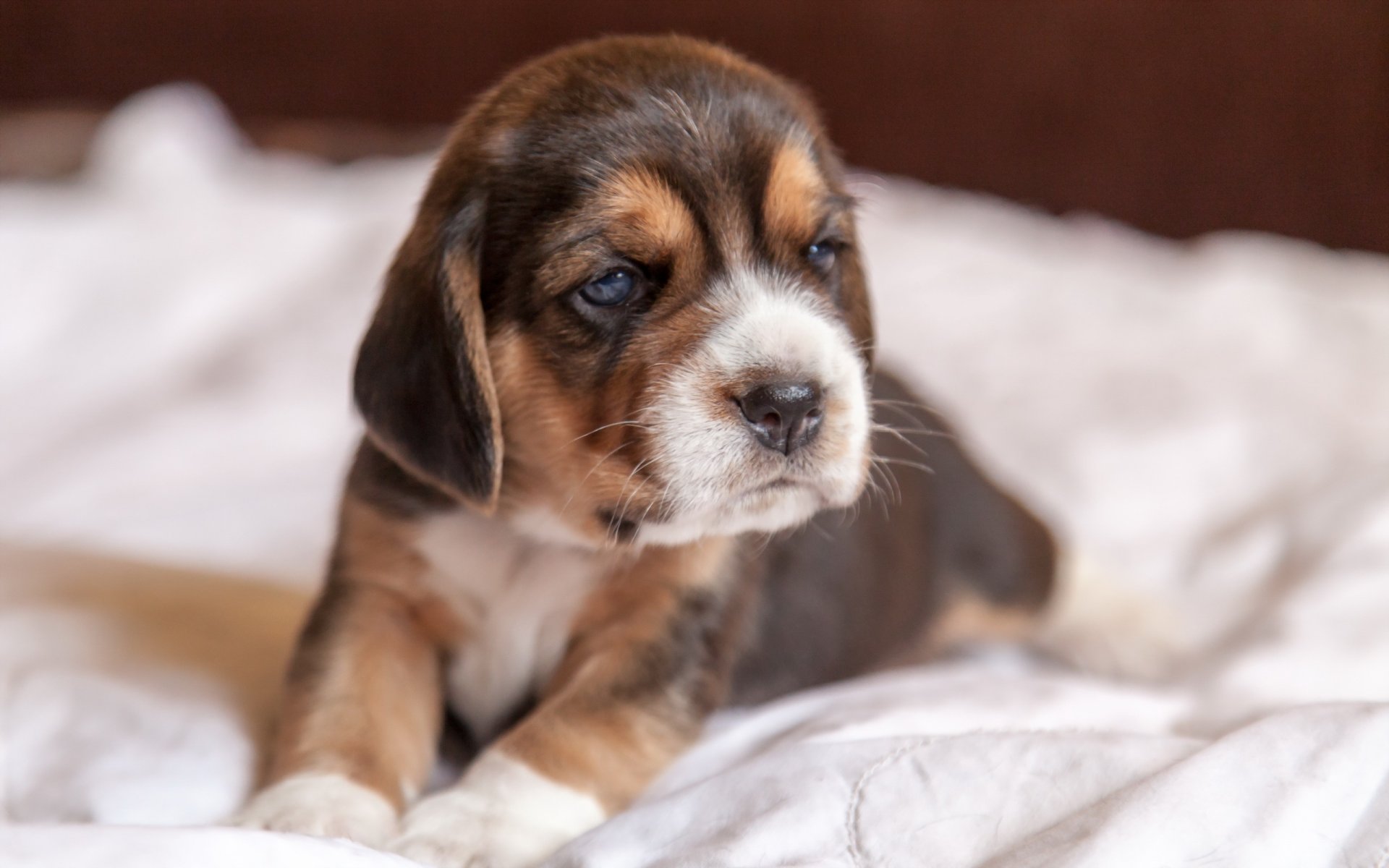 chien chiot beagle