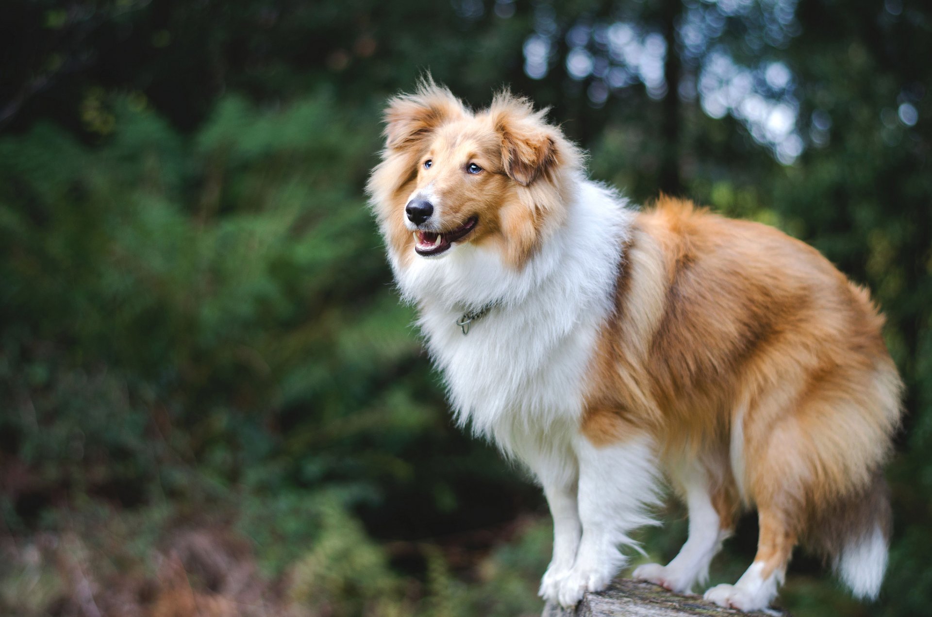 sheltie shetland shepherd chien nature