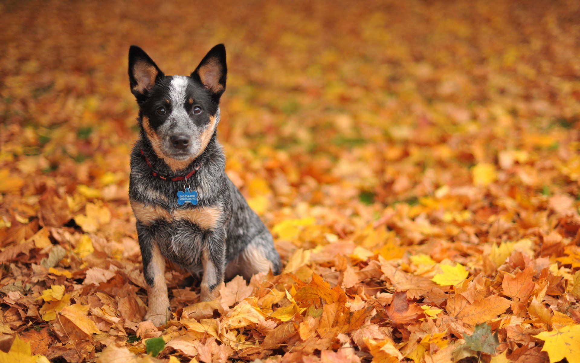 chien ami automne