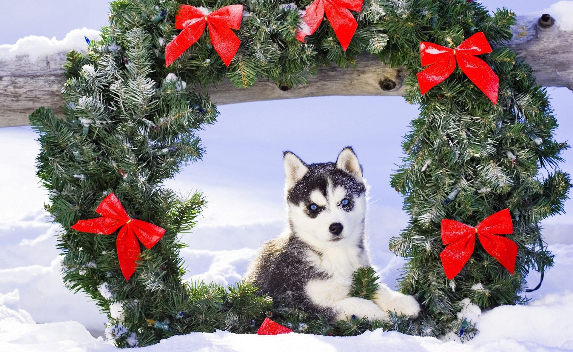 welpe husky schnee weihnachten