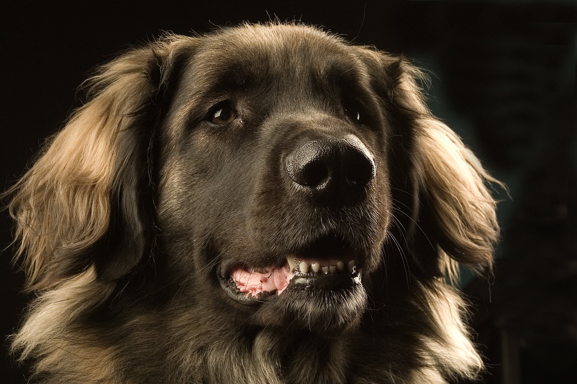 cane leonberger muso occhi