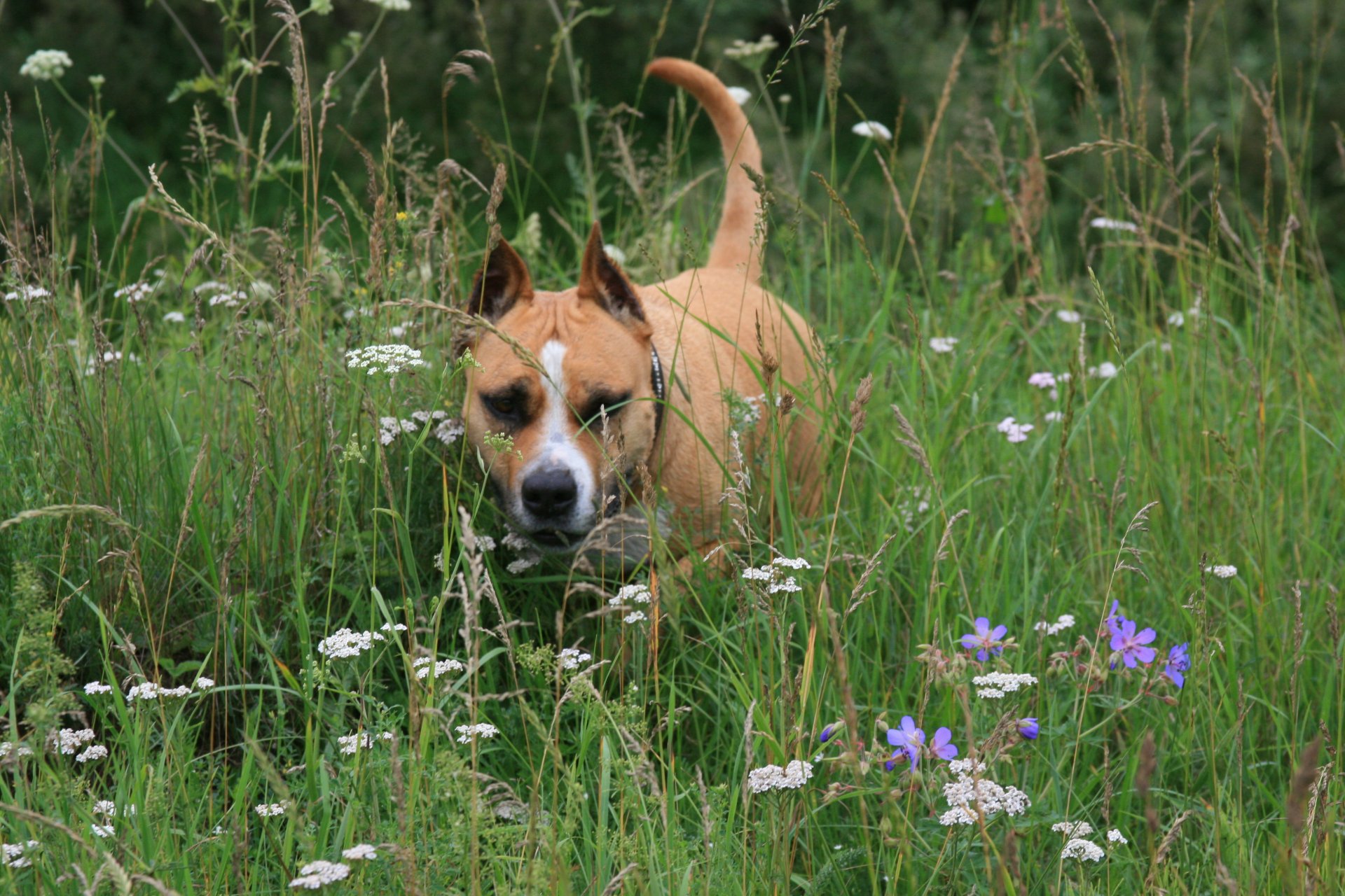 dogs dog staffordshire terrier summer flower walk sports mood